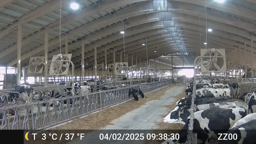 Actual trail-camera view down a freestall barn alley with the close edge of the opposite feed bunk visible to the far end and the timestamp overlay along the bottom